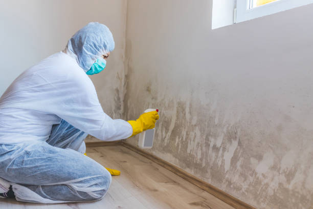 Licensed Commercial Mold Remediation service in Nashville, MI - WQB Mold Removal
