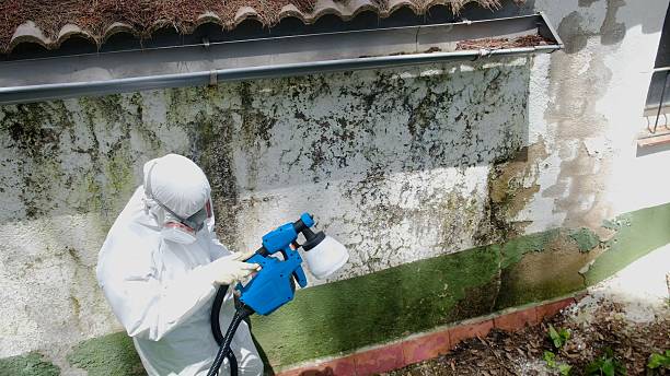 Top rated local Commercial Mold Remediation specialists in Nashville, MI